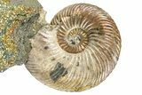 Iridescent Pyritized Ammonite (Quenstedticeras) Fossil Display #368846-1